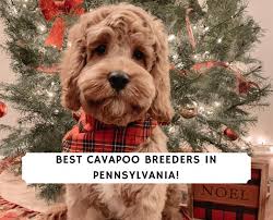 Hypoallergenic puppies goldendoodle puppy pets dogs breeds maltipoo puppies for sale cute baby dogs maltipoo puppy cavapoo puppies puppy breeds poodle puppy. 4 Best Cavapoo Breeders In Pennsylvania 2021 We Love Doodles