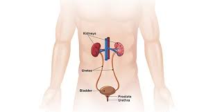 Meanwhile, men's shoulders being further out, the arm at rest dangles away from the body and is also, be careful not to align the elbows with this apparently lower waist! Bladder Cancer A Malignancy That Favors Men