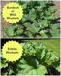 419 likes · 17 were here. What Is Wild Rhubarb Is It Edible