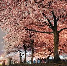 Maybe you would like to learn more about one of these? Waterfront Park Portland Oregon Beautiful Tree Tree Pink Trees