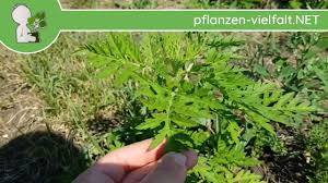 Sie keimt im frühjahr bis sommer und ist ein einjähriges sogenanntes unkraut. Beifussblattrige Traubenkraut Ragweed Ambrosia Erste Boten 16 06 18 Ambrosia Artemisiifolia Youtube