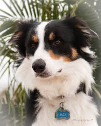 Black And White Sheepdog Breeds Black And White Tri Colored Border Collie Dencklau Farms Captain Jack Captainjack Bordercollie Blackandwhitetri Border Collie Feline Pet Collie