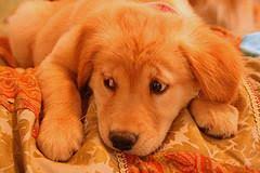 The golden retriever has a great personality and is easy to train, making this one of america's favorite family pets. Stop Puppy Chewing Stop Dogs From Chewing