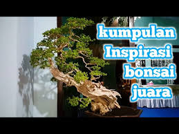 Kelebihan Pohon Serut Di Jadikan Bonsai By Putra Tv