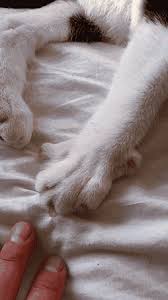 Cats are normally fastidious in their grooming habits and this includes their nails. Claws Gifs Primo Gif Latest Animated Gifs