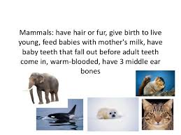 Choose from 11 different animals to showcase yourself with animal hair! Animals For Website