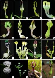 Image result for Ceropegia multiflora