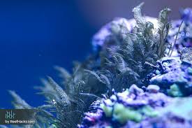 If you are looking for green hair algae reef tank you've come to the right place. 1 Bryopsis Cure For Your Reef Tank Clean Your Aquarium Today