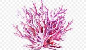 Once the painting were dry, we shook off the excess salt. Coral Reef Jellyfish Watercolor Painting Stock Illustration Png 581x480px Coral Art Color Coral Reef Invertebrate Download