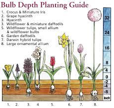 Plant Bulbs Now For Spring Flowering Bulb Flowers Garden Bulbs Plants