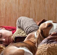 Since your dog can't tell you they have a fever, you'll have to look for some warning signs and symptoms. Dog Cold Can You Get Sick From A Dog Dog Myths Debunked