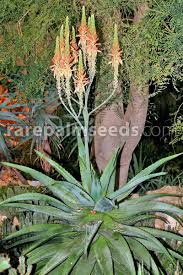 Image result for Aloe littoralis