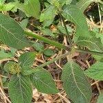 Image result for Justicia flava