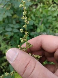 Image result for Chenopodium simplex