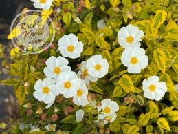 Image result for Cissus guerkeana