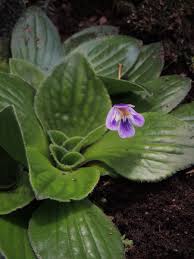 Image result for Craterostigma hirsutum