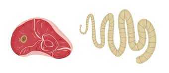 Image result for Beef Tapeworm