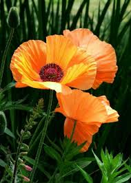 Ecco una serie di informazioni recuperate da elenchi pubblici o da siti internet. Pin By Sonia Petruolo On Scent Of Flowers Poppy Flower Beautiful Flowers Poppies