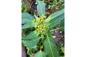 Image result for Euphorbia heterophylla