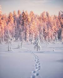 Continuation vers lappeenranta, en passant par puumala et imatra aux paysages de lacs des plus spectaculaires. Mesmerizing Winter Wonderland Photos Of Lapland In Finland Paysage Hiver Paysage Rustique Photos Paysage