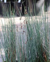 Image result for Juncus exsertus