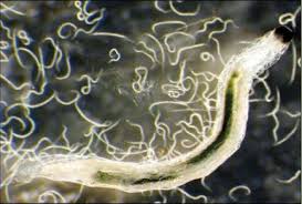 Nematodes are microscopic parasitic worms that live in soil. Nematodes Nsw Fact Sheets Soilquality Org Au