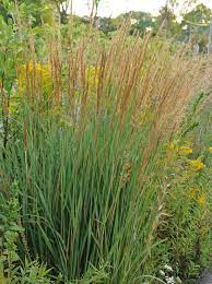 It is the dominant plant in many foothill and open. Native Grasses The Tall And Short Of It The Native Plant Herald Warm Season Grass Native Plants Plants