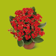Image result for Kalanchoe rosalina