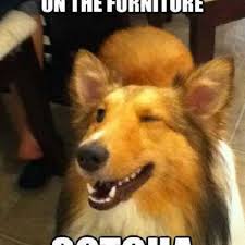 24 Dog Memes That Will Always Make Us Laugh Find gifs with the latest and newest hashtags! 24 dog memes that will always make us laugh