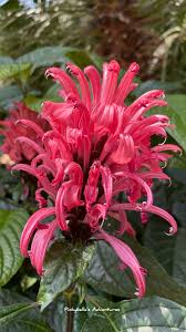 Image result for Justicia protracta