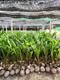 Menyiapkan benih kelapa pandan wangi. Benih Kelapa Sgg Asli Pandan Tua Garden Items For Sale In Kapar Selangor Mudah My