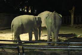 Enjoy a unique experience at night safari and explore the park either on foot via 4 walking trails, or by tram. Zoo Taiping Night Safari Aktuelle 2021 Lohnt Es Sich Mit Fotos