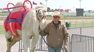 The 2018 boulia camel races the cup 1st uncle bob from the oakfield ranch jockey chontelle jannese it was chontelle's. Camel Ostrich And Zebra Races Return To Sam Houston Race Park Abc13 Houston