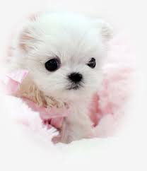 Toy Teacup Maltese Teacup Puppies Maltese Maltese Puppy Teacup Puppies