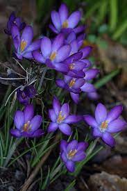Crocuses Pretty Flowers Crocus Flower Purple Flowers