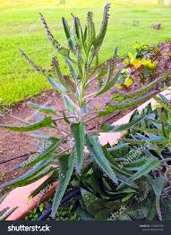 Image result for Kalanchoe daigremontiana