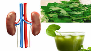 Jan 23, 2019 · can garden egg leaf cure kidney disease? Clean Kidney With This Remedy To Avoid Kidney Failure Health Gadgetsng
