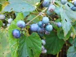 Image result for Ampelopteris