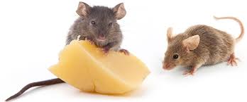 Mice breed often, they breed rapidly and they do not stop breeding unless they are exterminated. How To Catch A Mouse In Your House