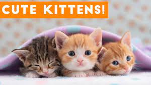 Added on 09 jun 2016. Cutest Kitten Video Compilation Of 2017 Funny Pet Videos Youtube