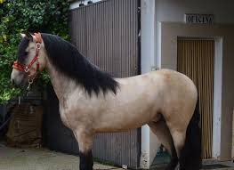 Image result for tbn:tVj6rqcH-AQR9M::www.pregonagropecuario.com.ar/images/caballo_overo.jpg