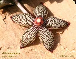 Image result for Orbea maculata