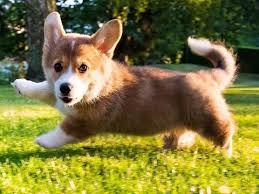 Maybe you would like to learn more about one of these? Cheapest Dog Breeds In The World Work Money