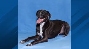 We provide puppies only from breeders that meet our standards. Dog At Ohio Animal Shelter For 7 Years Receives Hundreds Of Adoption Inquiries Wsyx