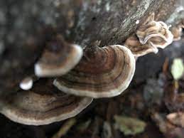 Maybe you would like to learn more about one of these? Mushrooms That Grow In Tree Bark