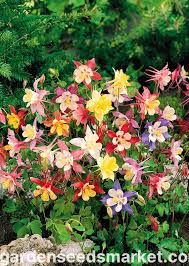 Image result for Aquilegia vulgaris `Tower Mix`