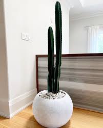 Lots of online succulent stores are popping up to make buying succulents online possible, easy, and good for the succulents themselves. Toronto Paradise Plants On Instagram Luxury Modern Cactus Dm To Order A Lux Cactus 5ft Tall Paradise Plant Tall Cactus Cactus
