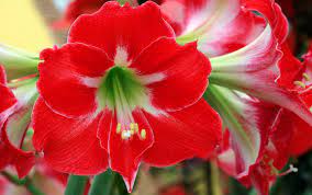 Amaryllis (/ˌæməˈrɪlɪs/) is the only genus in the subtribe amaryllidinae (tribe amaryllideae). 5 Surprising Facts About Amaryllis Better Homes Gardens