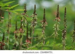 Image result for Indigofera emarginella