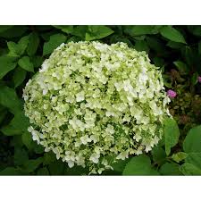 We did not find results for: Obi Ballhortensie Annabelle Weiss Hohe Ca 40 50 Cm Topf Ca 5 L Hydrangea Kaufen Bei Obi